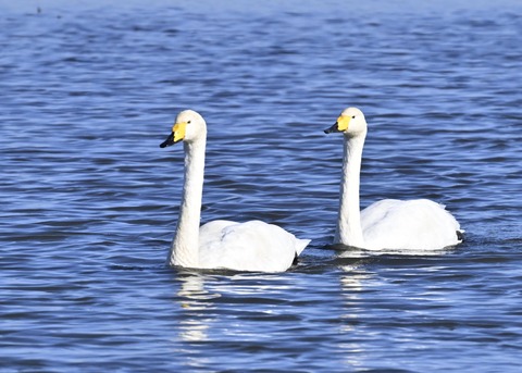 オオハクチョウ5143