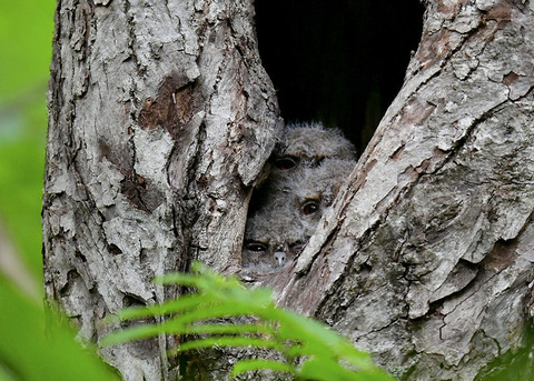 オオコノハズクのヒナ0029