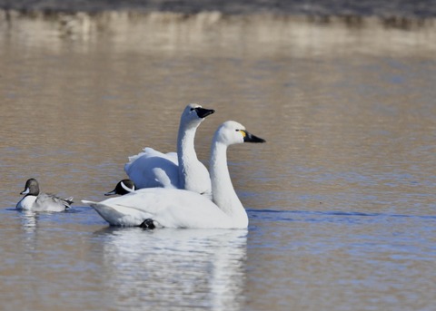 アメリカコハクチョウ①②0223