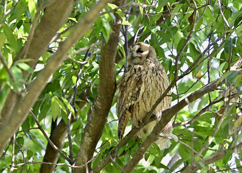 トラフズク♂3019