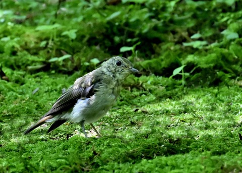 オオルリ♀6359