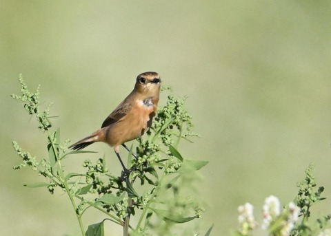 ノビタキ♀5033