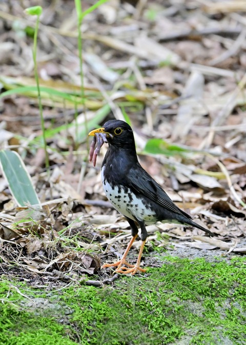 クロツグミ♂8367