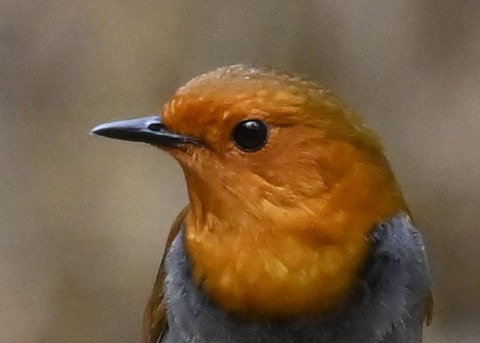 コマドリ♂8000(8319)