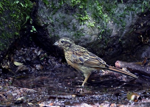 ホオジロ幼鳥6267