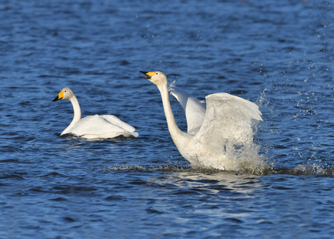 オオハクチョウ3528