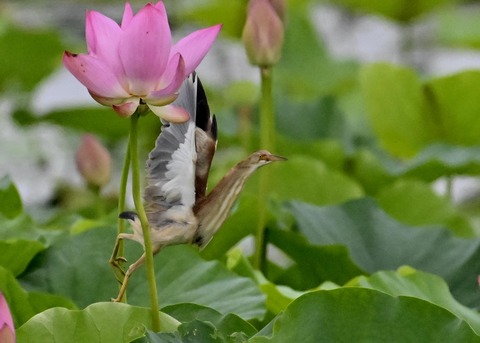 ヨシゴイ♀1201