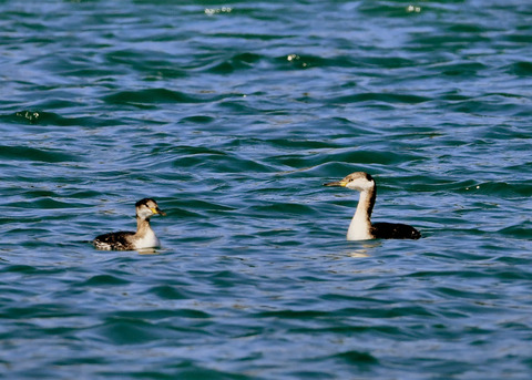 アカエリカイツブ9861