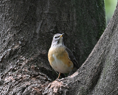 マミチャジナイ9737