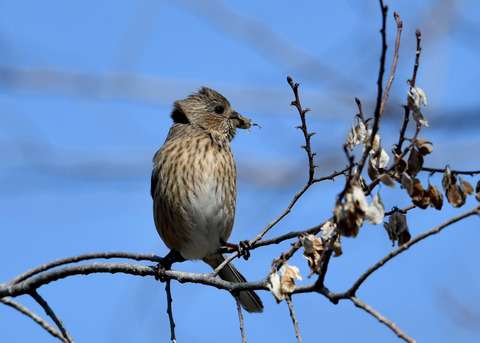 ベニマシコ♀1126
