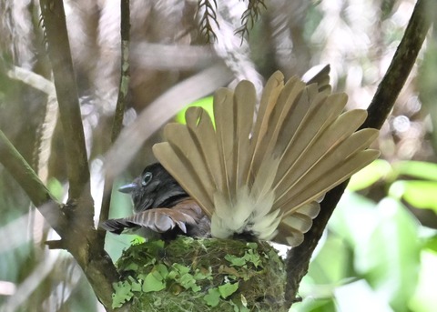 サンコウチョウ♀5952