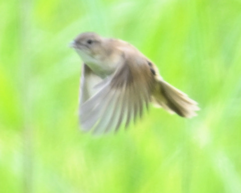 飛ぶオオセッカ8143
