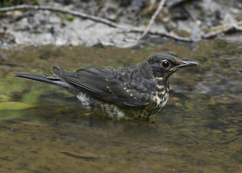 クロツグミ♂幼鳥0635
