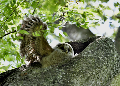 フクロウのヒナ②5578