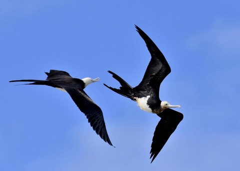 オオグンカンドリ8567