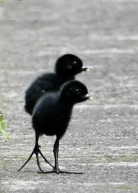 ヒクイナのヒナ4199