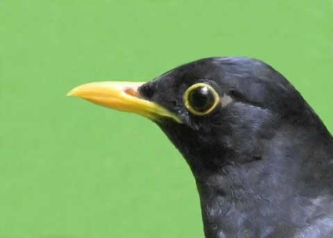 クロツグミ♂3000