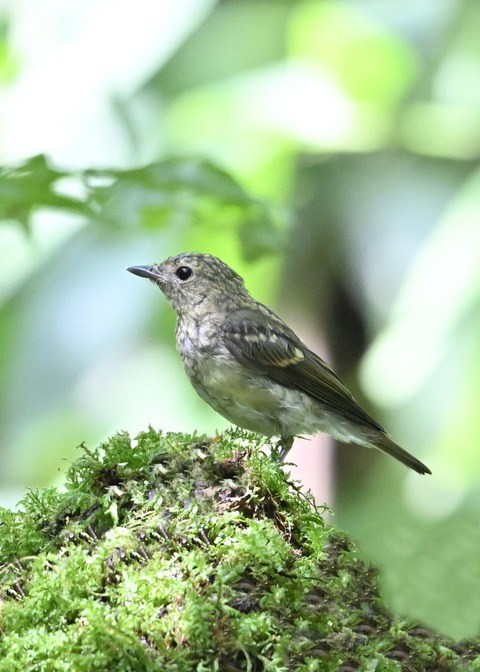 キビタキ幼鳥4885