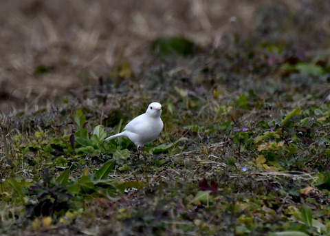 白化・ハクセキレイ8198