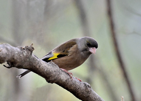 オオカワラヒワ7564