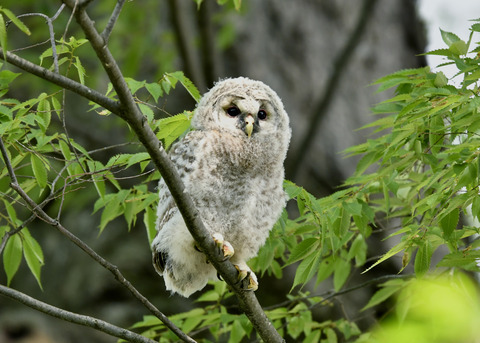 フクロウのヒナ②0085