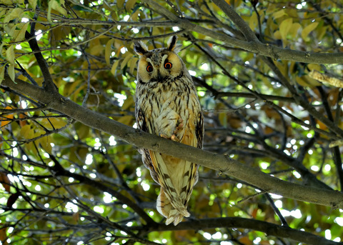 トラフズク♂8458