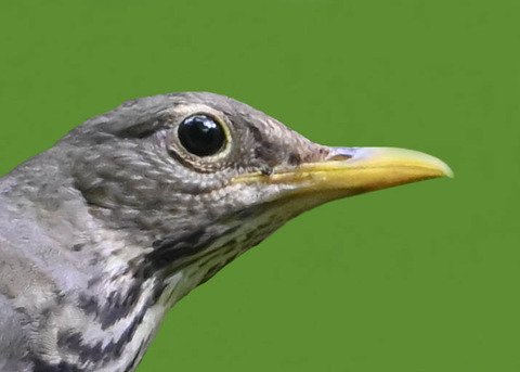 クロツグミ♀1001