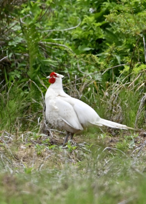 キジ♂白化0945