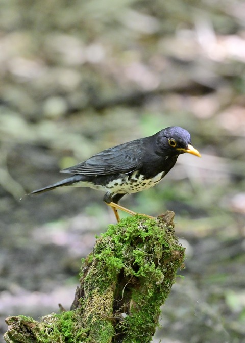 クロツグミ♂8261