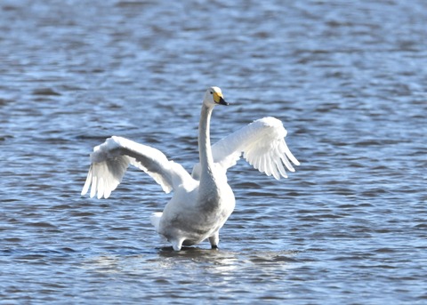 オオハクチョウ1554