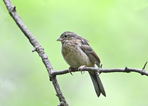 ホオジロ幼鳥3484