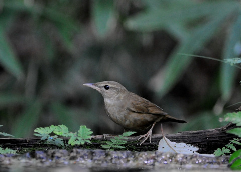 ノゴマ♀4378