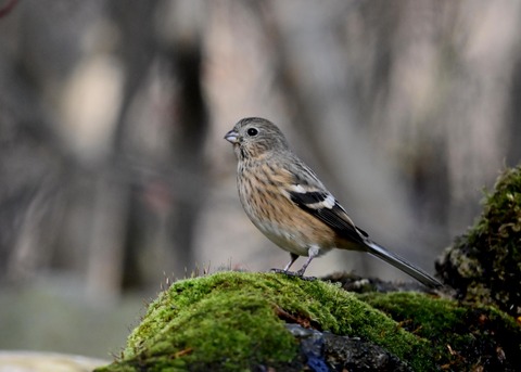 ベニマシコ♀0064