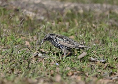 ホシムクドリ5657