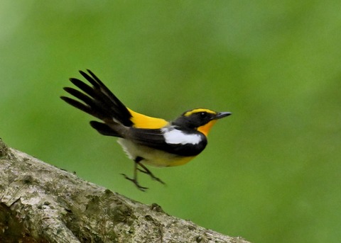 キビタキ成鳥♂5800