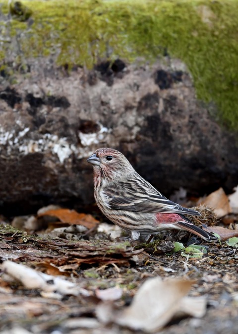 オオマシコ♀9649