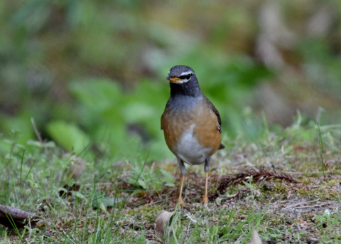 マミチャジナイ♂1218
