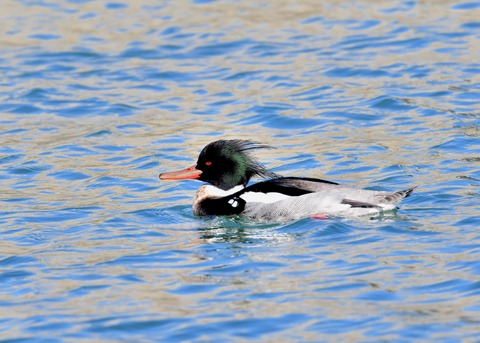 ウミアイサ♂2827