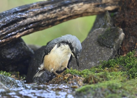 ゴジュウカラ2308