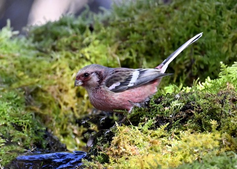 ベニマシコ♂6778