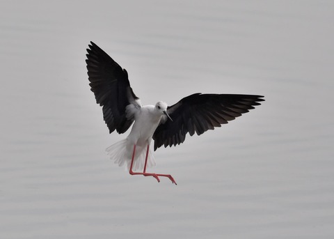 セイタカシギ♂7833