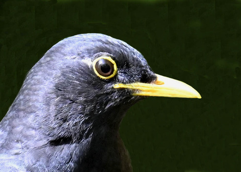 クロツグミ♂2001