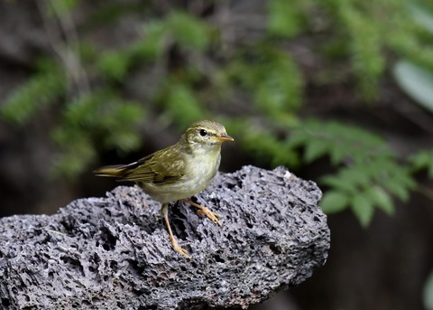 メボソムシクイ7347○