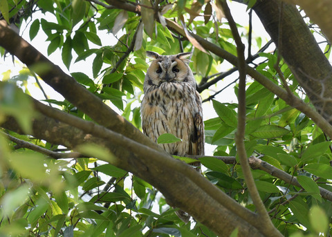 トラフズク♂2340