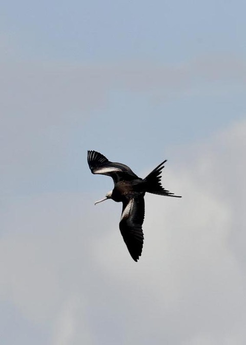 オオグンカンドリ2488