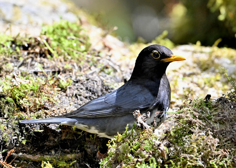 クロツグミ♂5469