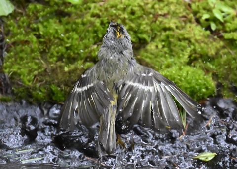 キクイタダキ♂1094