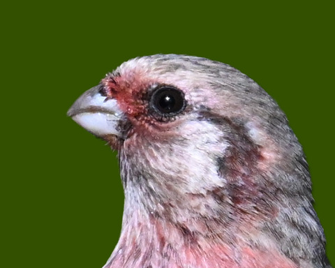 ベニマシコ♂5000