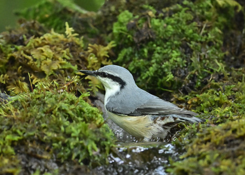 ゴジュウカラ1351