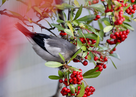 カラムクドリ1267